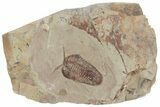 Bavarilla Trilobites With Preserved, Segmented Antennae #213196-3